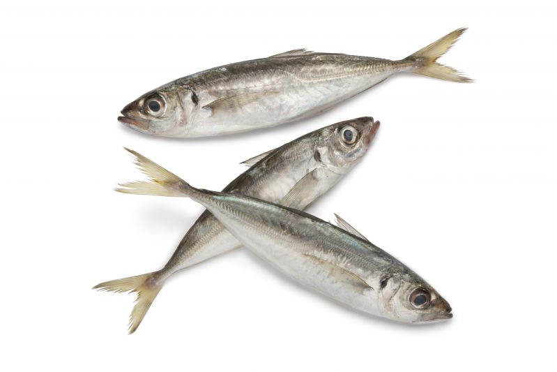 Horse Mackerel - Trachurus